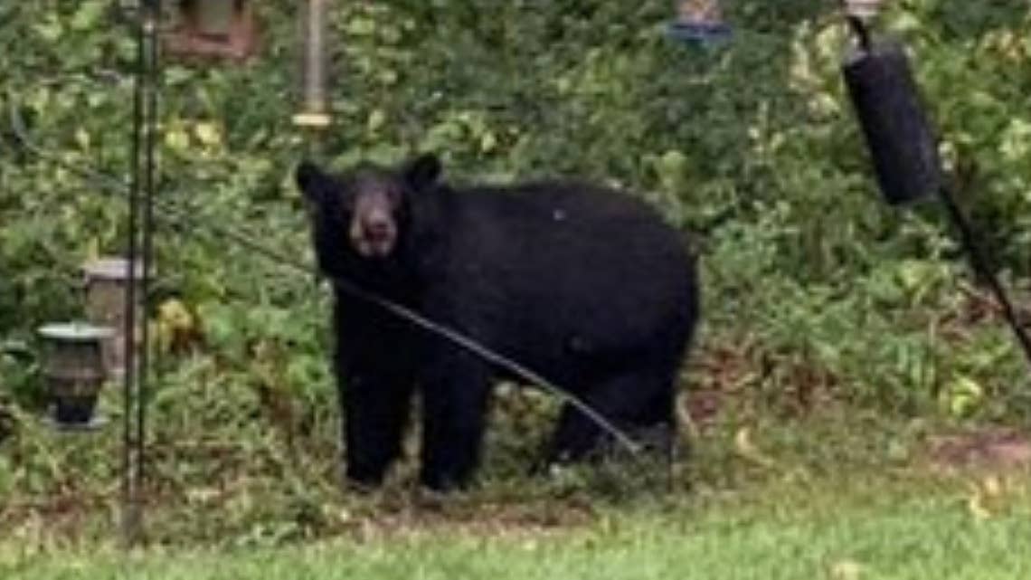Bears entering occupied homes amid increased activity in northwest Minnesota