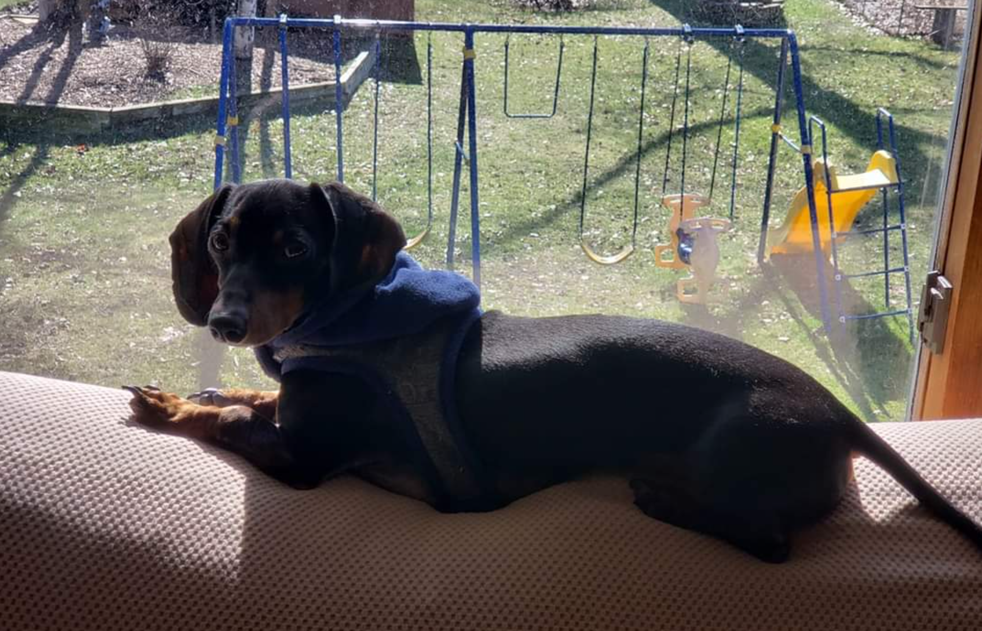 Dog dies after being shot in the head in the north metro - Bring Me The ...