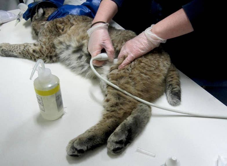 Bobcat rescued, treated for injuries after being hit by car - Bring Me ...