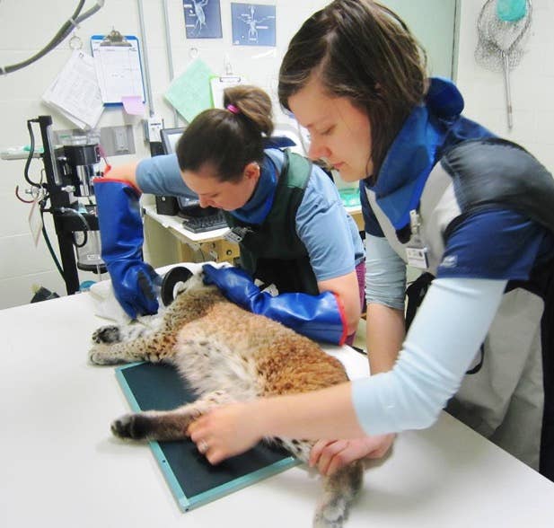 Bobcat rescued, treated for injuries after being hit by car - Bring Me ...