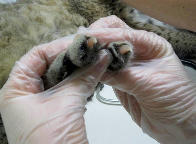 Bobcat rescued, treated for injuries after being hit by car - Bring Me ...