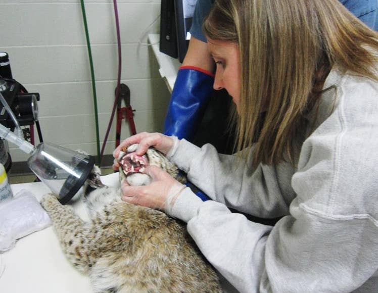 Bobcat rescued, treated for injuries after being hit by car - Bring Me ...