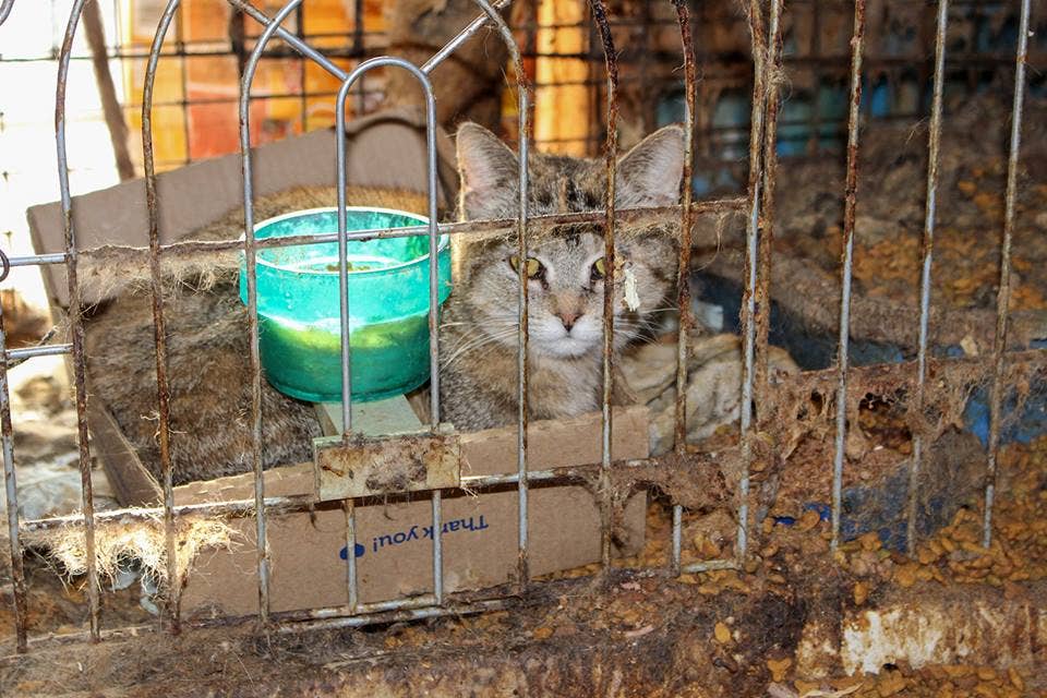 115 cats rescued from 'horrendous' conditions in rural Minnesota home ...