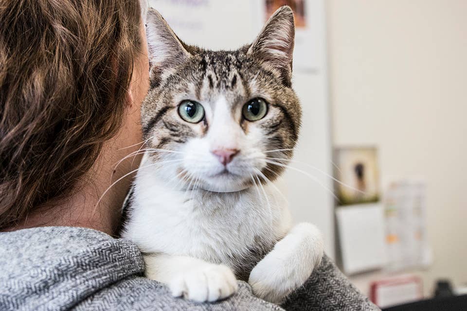 Three quarters of cats recently rescued from 'horrendous' conditions ...