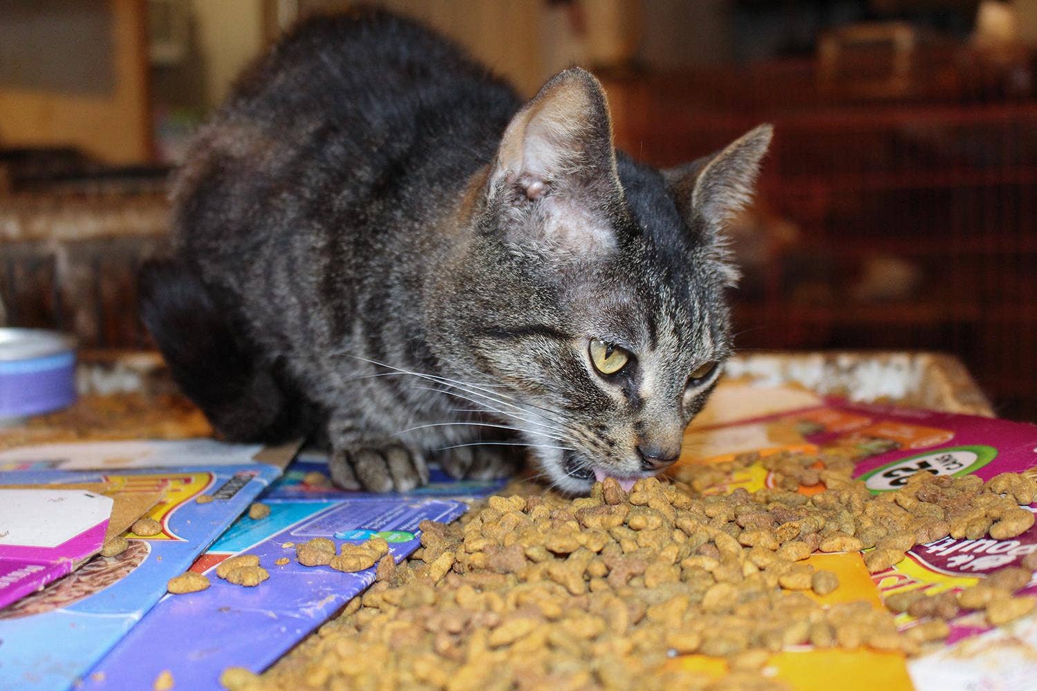 Three quarters of cats recently rescued from 'horrendous' conditions ...