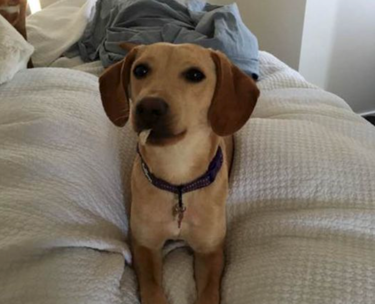 1 dog still missing after woman's vehicle was stolen in Minneapolis ...