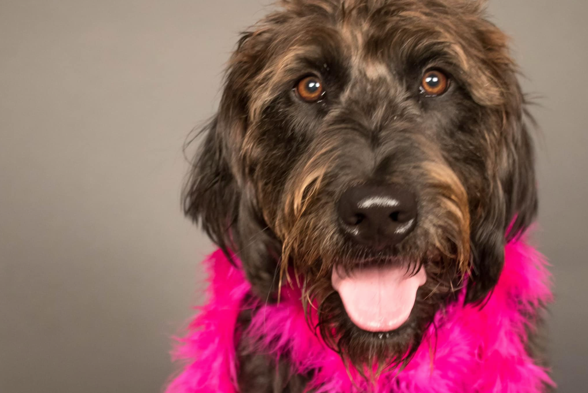 Dog found tied to vehicle in St. Paul after being stolen from Woodbury ...