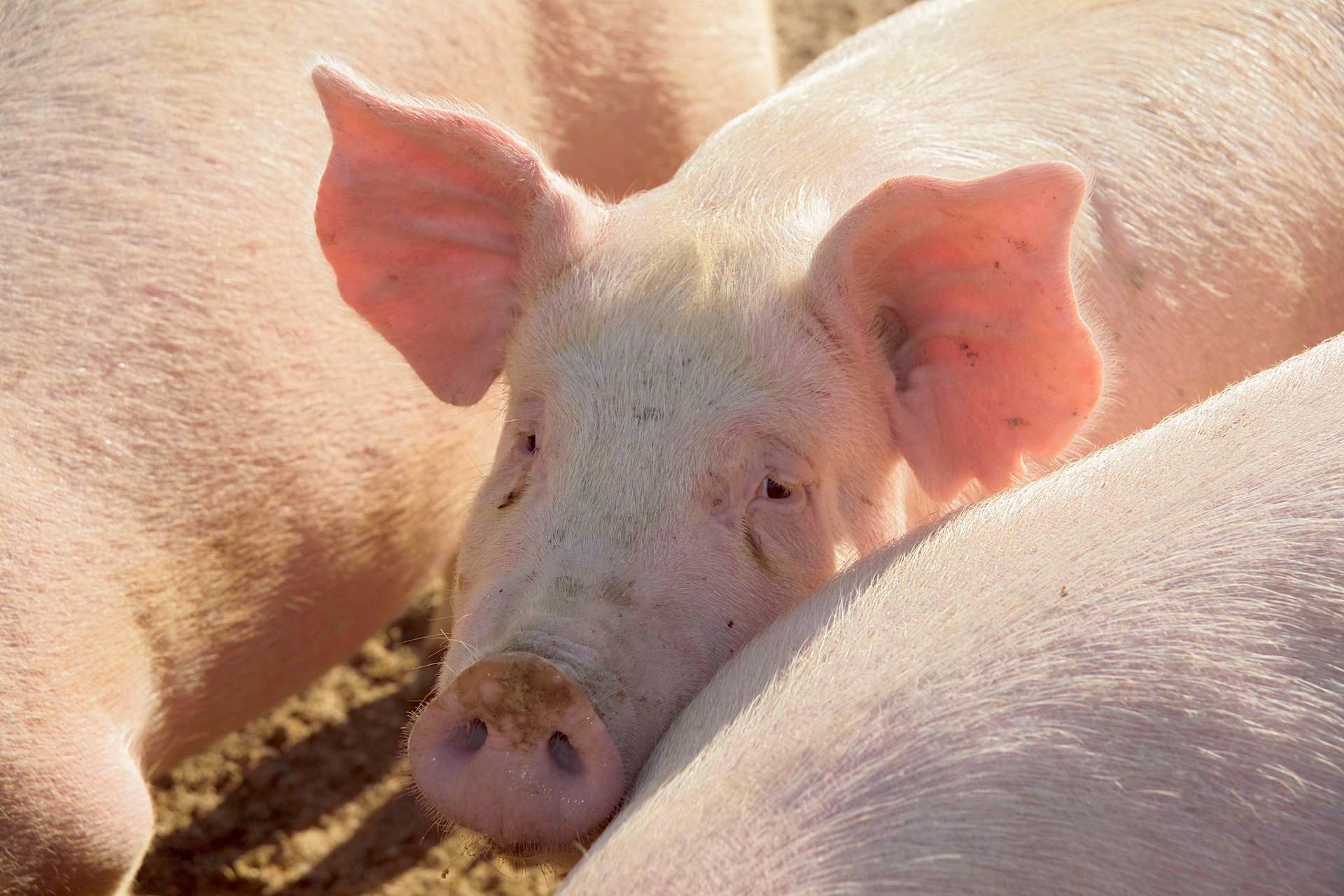 2,500 hogs die in southern Minnesota barn fire - Bring Me The News