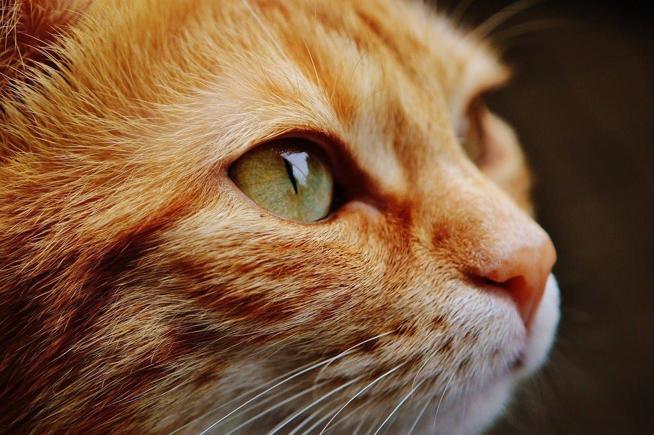 Animal mistreatment case: Authorities find bones and ash, 170 pets ...