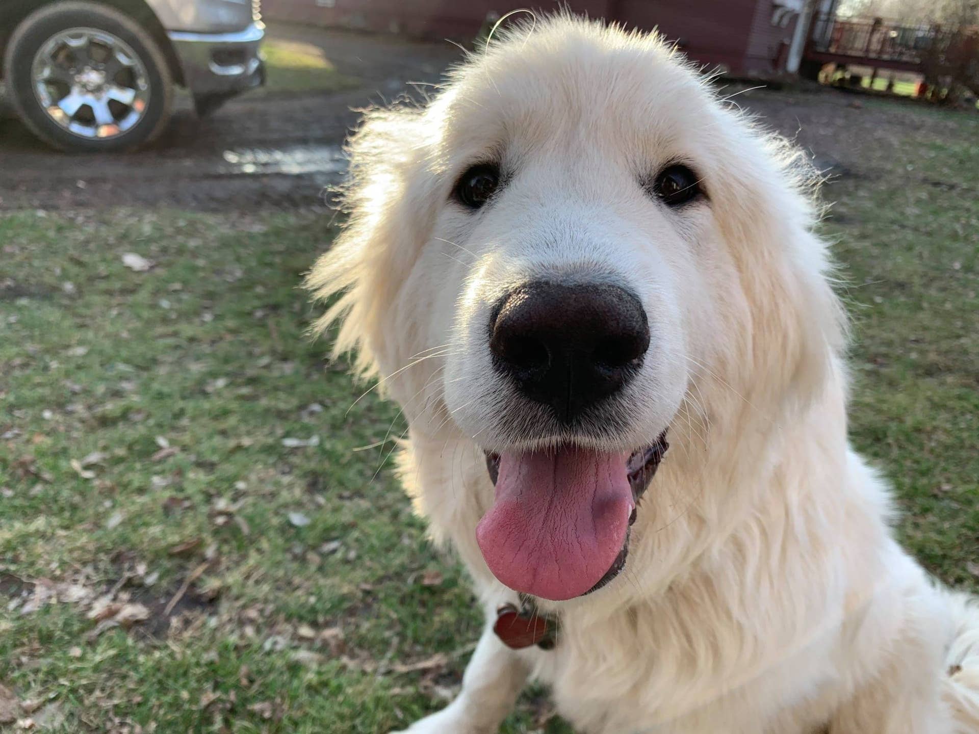Charges: Man who shot dog with compound bow said the pet was 'ruining ...