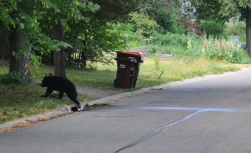 Black bear rescued from storm sewer in Oak Park Heights - Bring Me The News