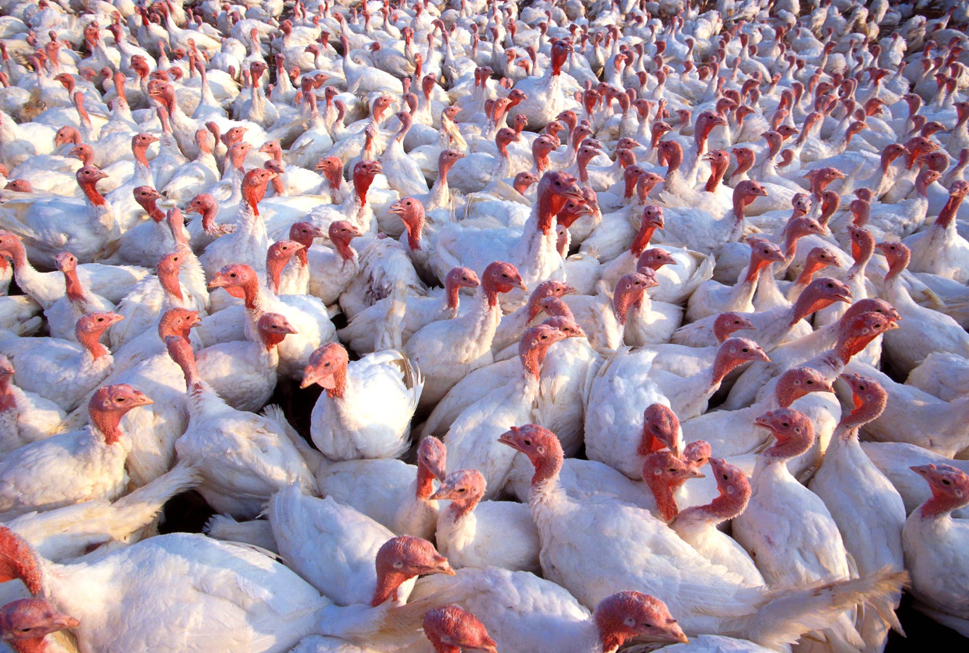 26,500 turkeys die in Minnesota barn fire - Bring Me The News