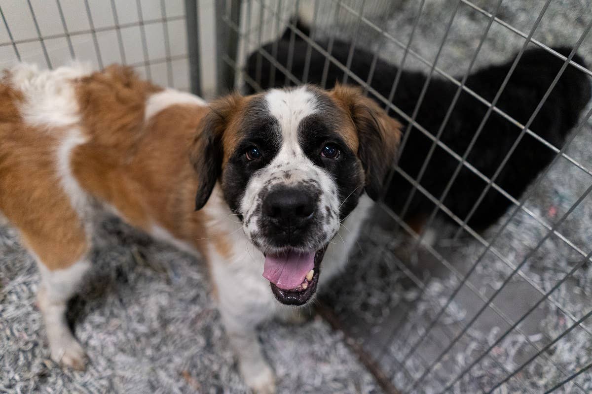 22 dogs taken in by Animal Humane Society from shuttered breeder ...