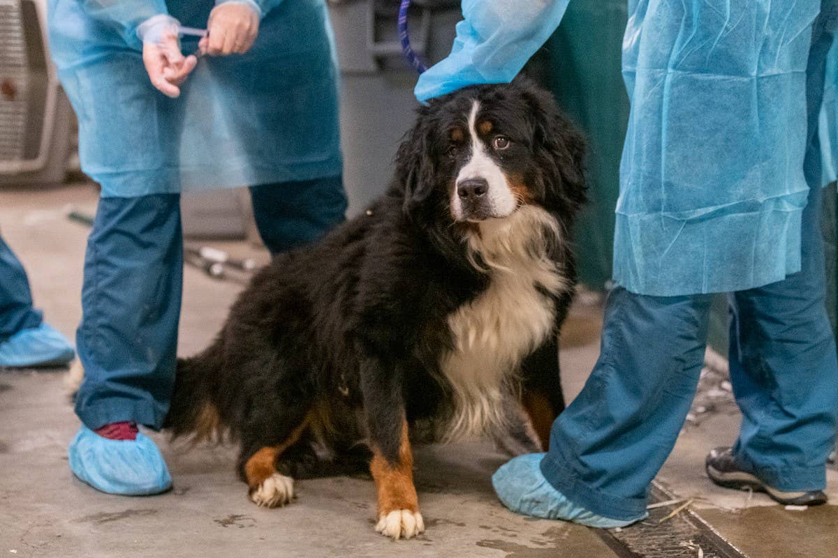 22 dogs taken in by Animal Humane Society from shuttered breeder ...