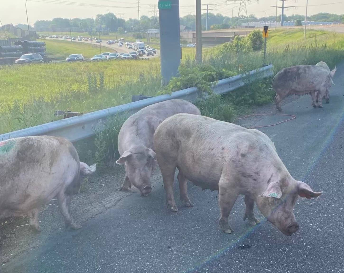 Semi crash spills pigs onto eastbound I-694, closing it for several ...
