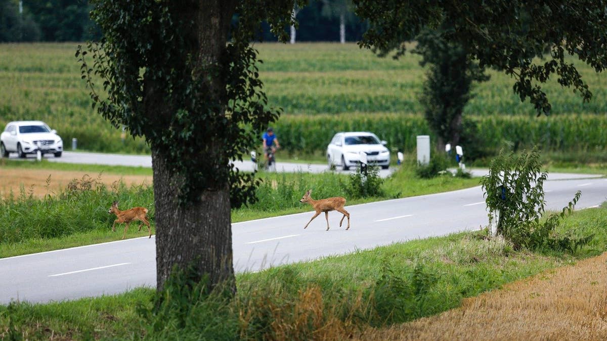 Motorcyclist left with serious injuries after striking deer