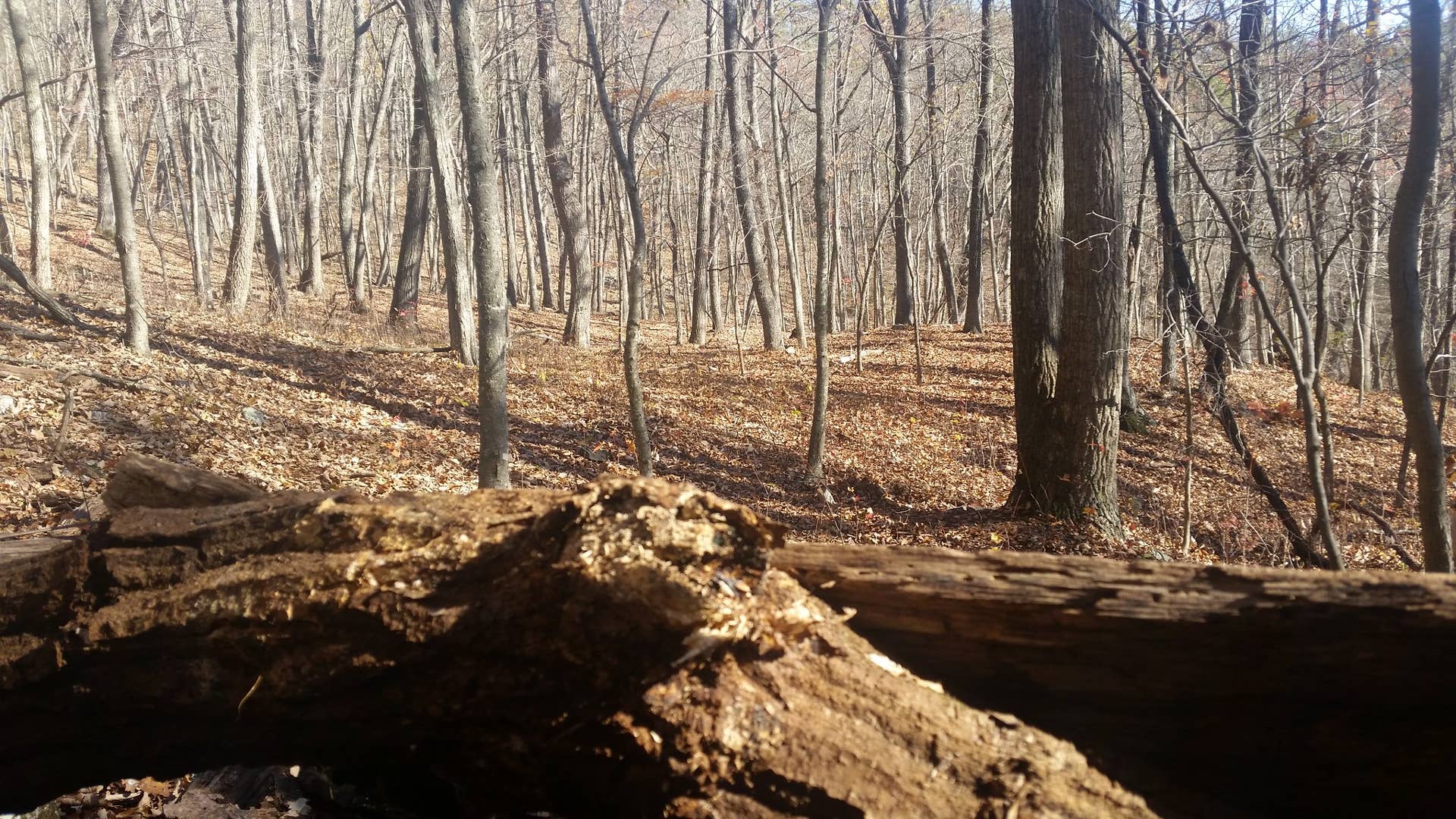 Bow hunter airlifted to hospital after falling from deer stand - Bring ...