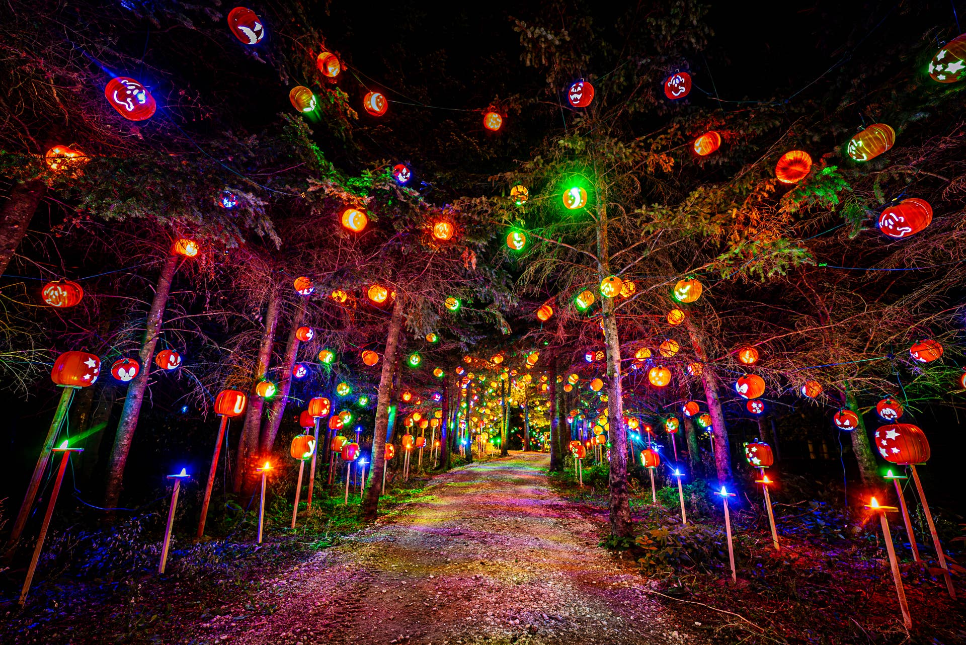 The Great Pumpkin Trail, a half-mile path of jack-o'-lanterns