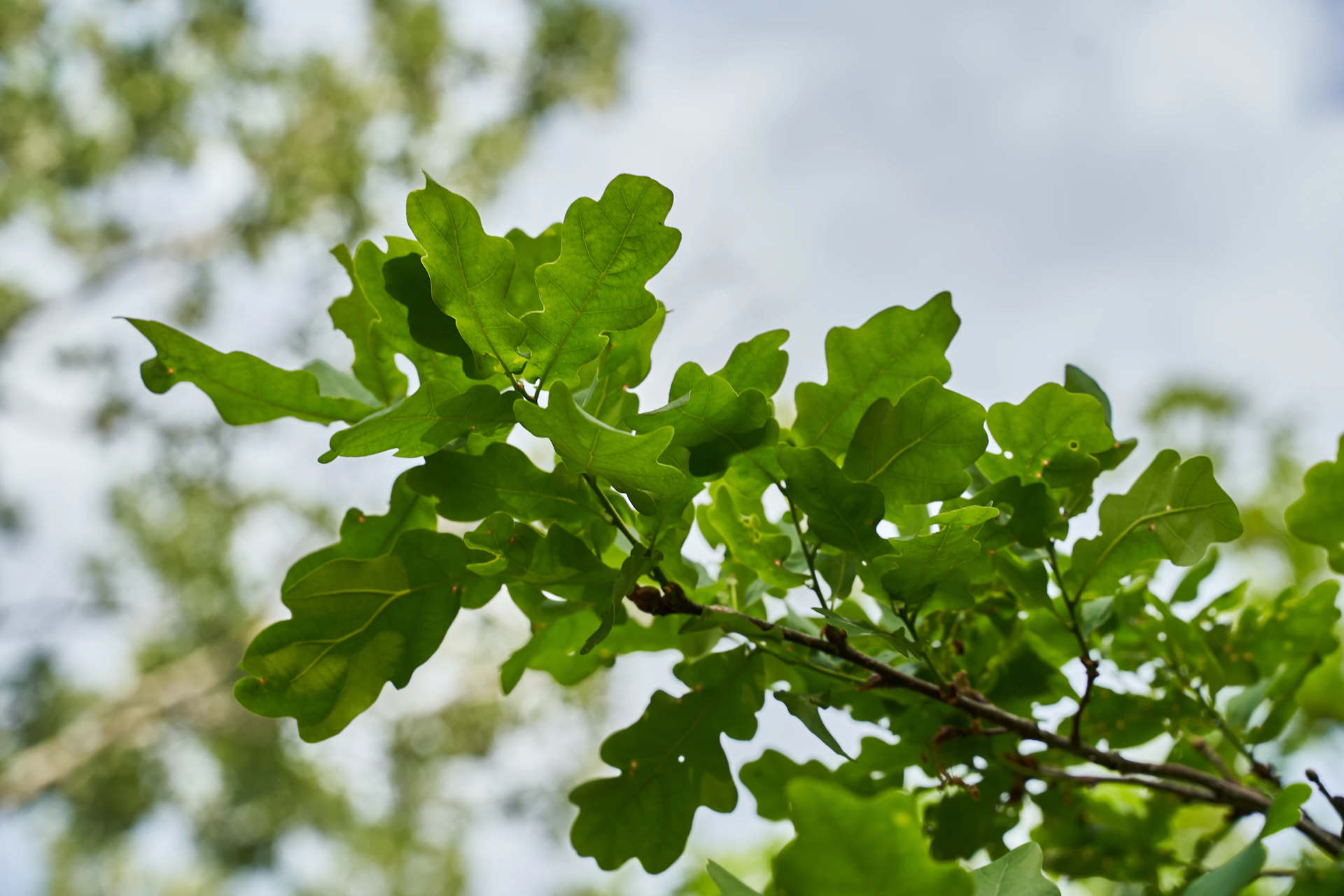 Companies could soon offset carbon emissions through St. Paul trees ...