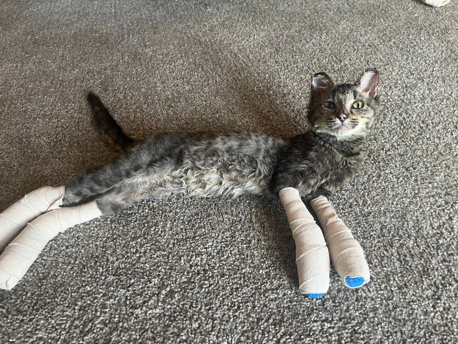 Kitten presumed dead found alive days after Isanti County home ...