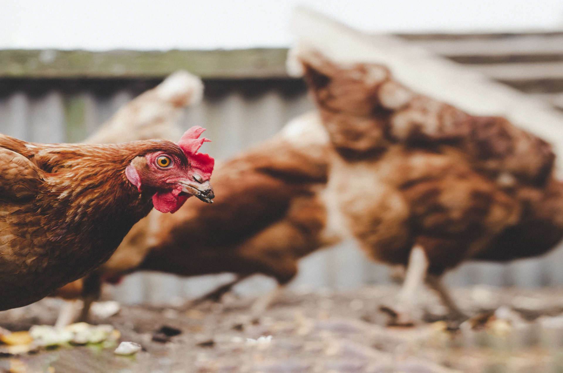 Nearly 1 million chickens to be slaughtered as bird flu hits MN egg ...