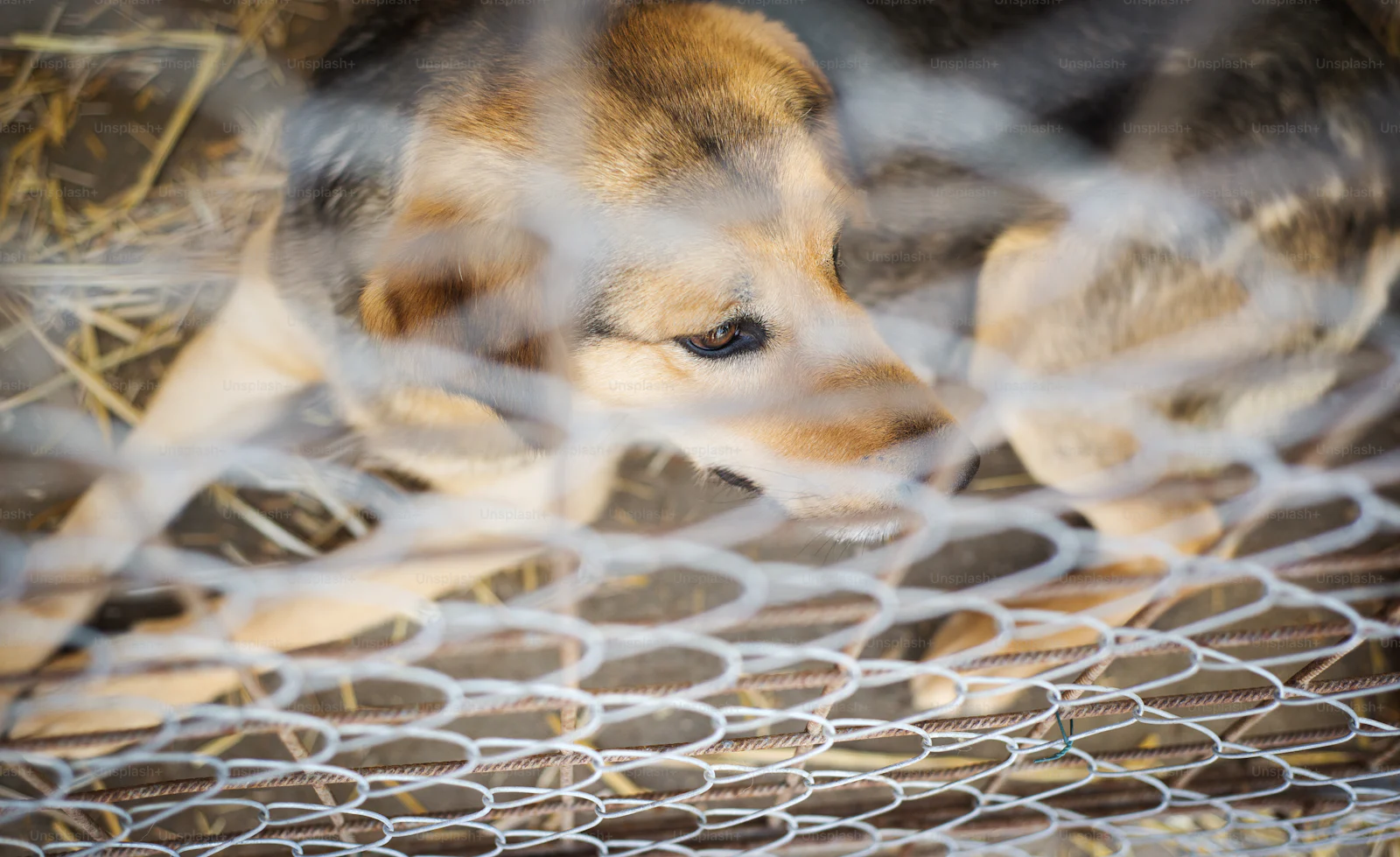 Rescue owner charged after 30 dogs mistreated, eight suffer 'painful ...