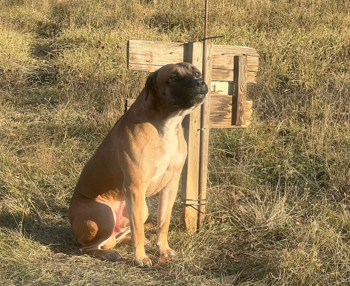 Search for owner after 'aggressive' dog abandoned in Carlton County ...