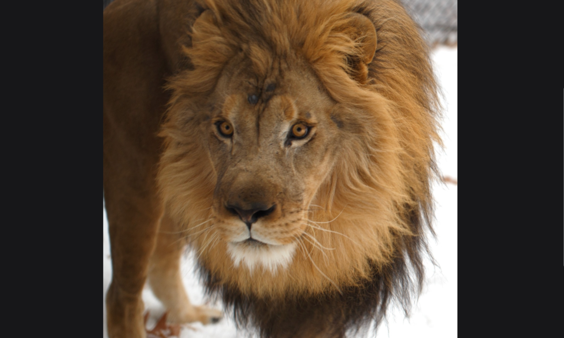 Mumford, Como Zoo's African lion, is euthanized following tumor