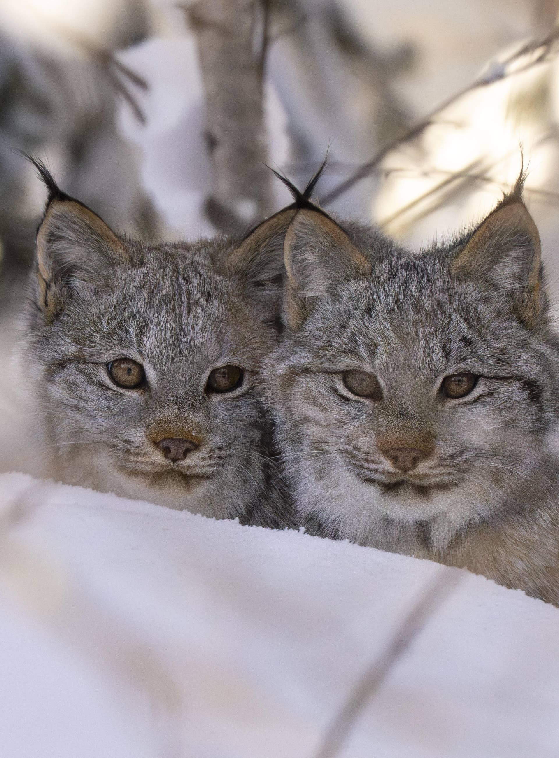 なつかしいLynx file.jpg