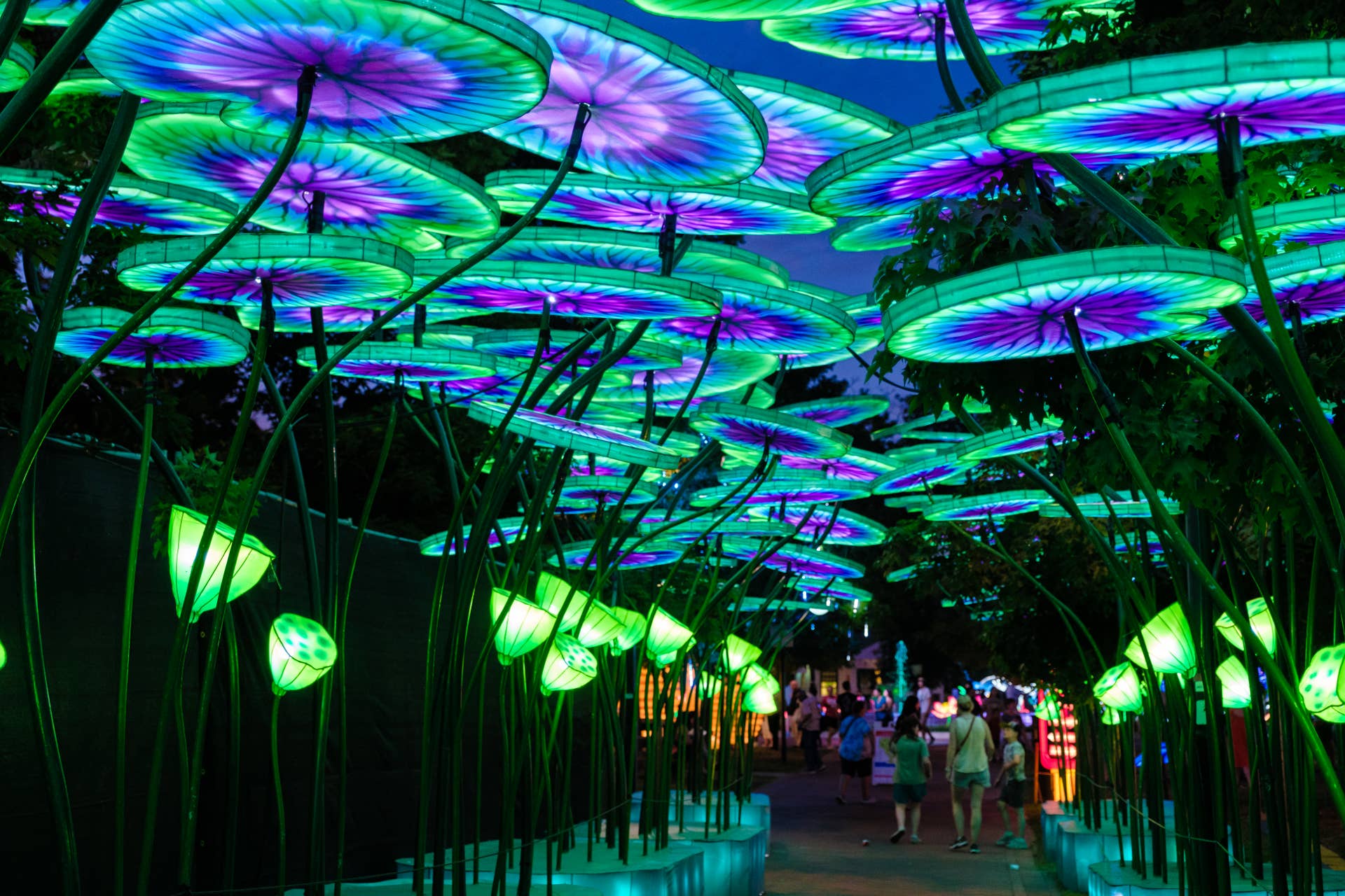Minnesota Zoo unveils new 'Wanderlight Trail' nighttime attraction ...