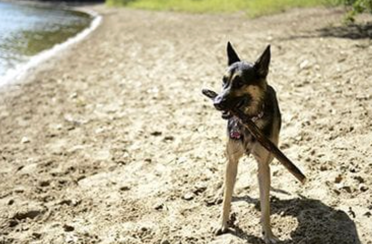 Minneapolis weighs closing dog park located on Indigenous land