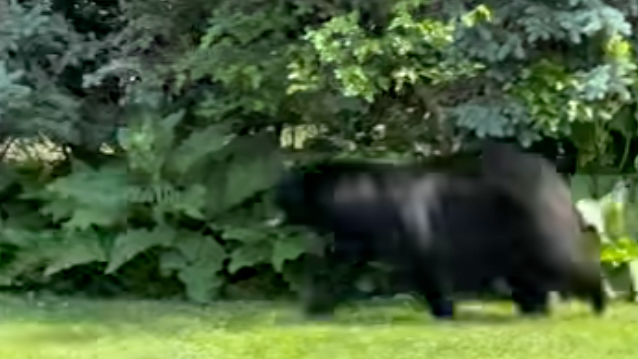 Flurry of black bear sightings in residential neighborhoods across Minnesota