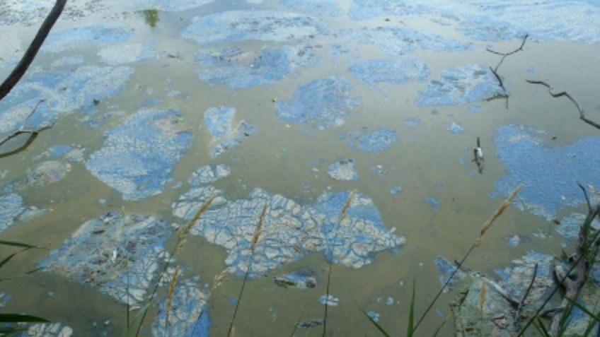 Blue-green algae detected at 2 popular Minneapolis beaches