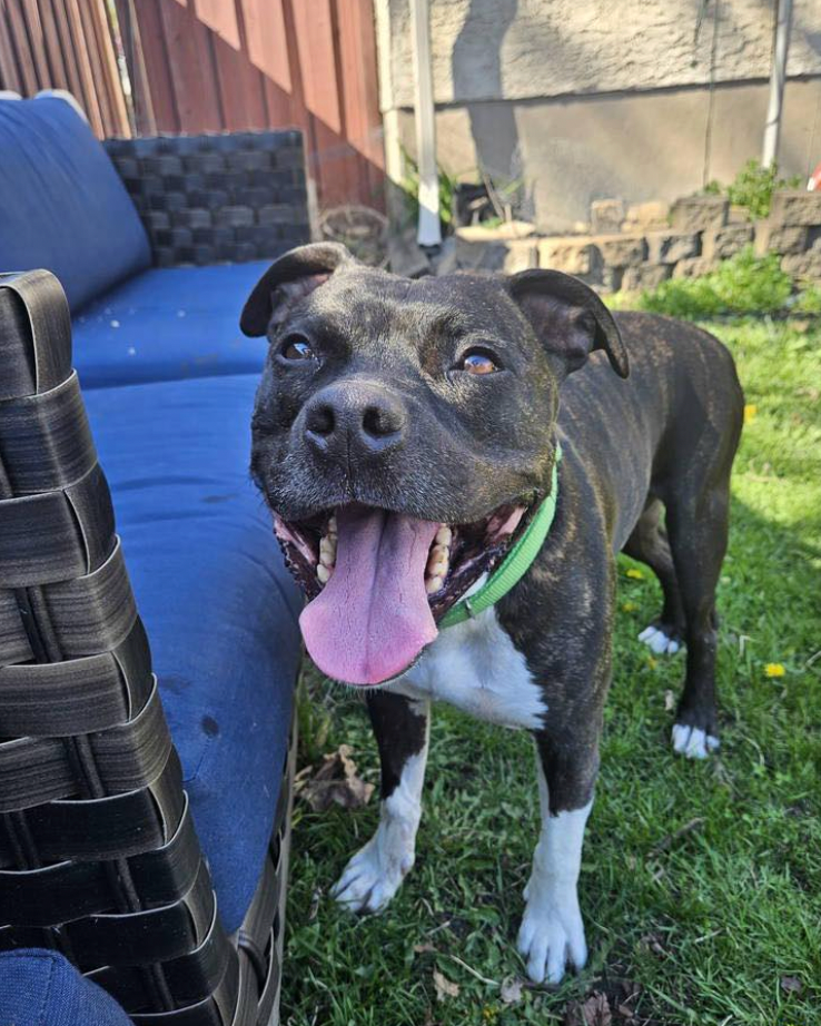 Minnesota-based animal rescue to close after 17 years