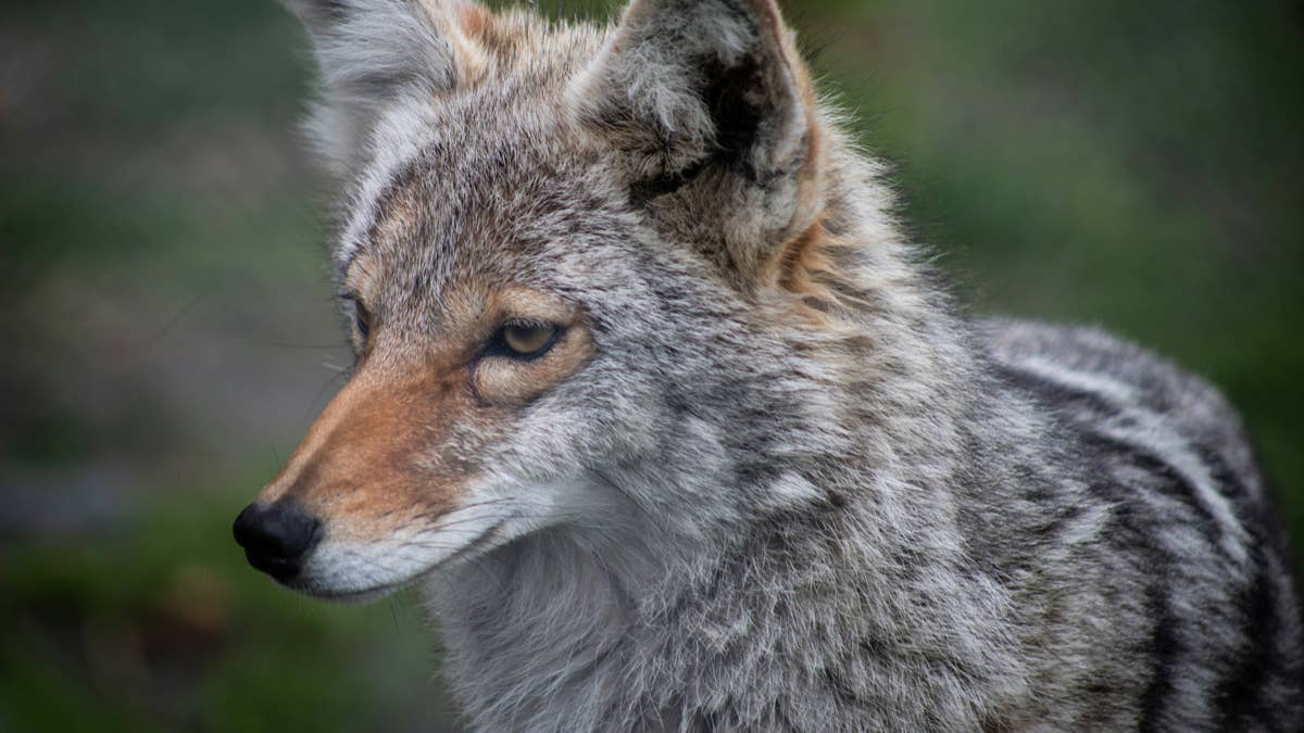 Coyote attacks on pets reported in Bloomington