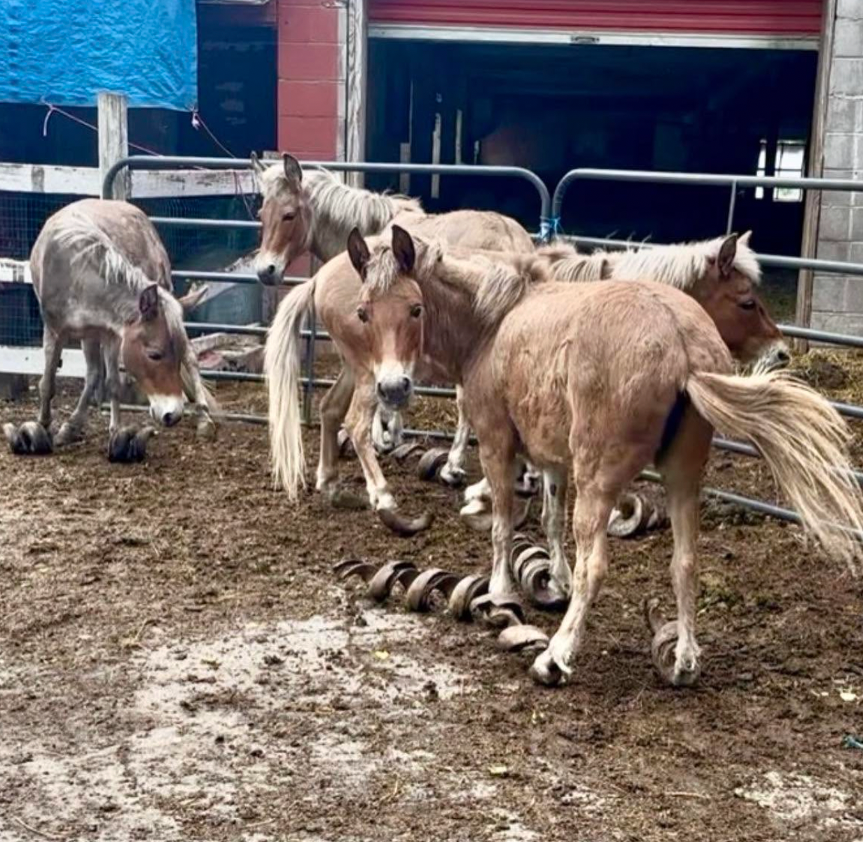 Neglected mules with twisted hooves get second chance thanks to local ...