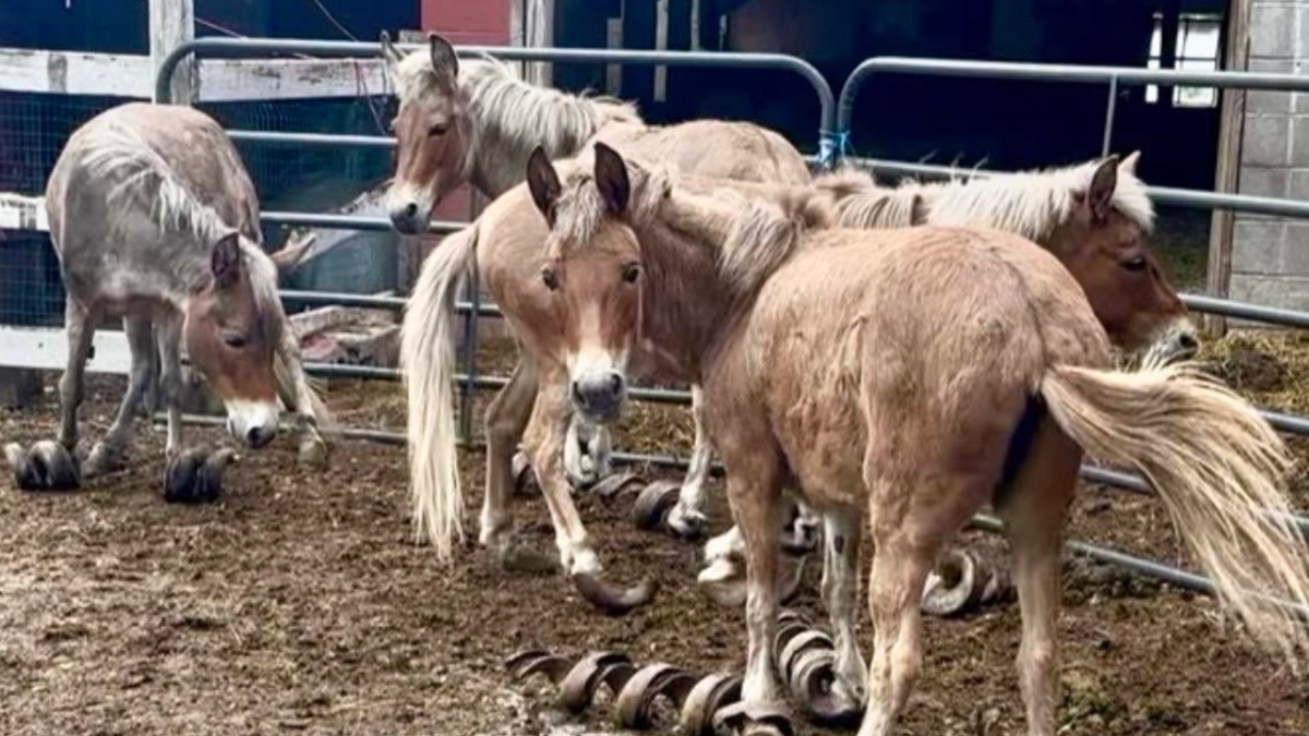 Neglected mules with twisted hooves get second chance thanks to local rescue