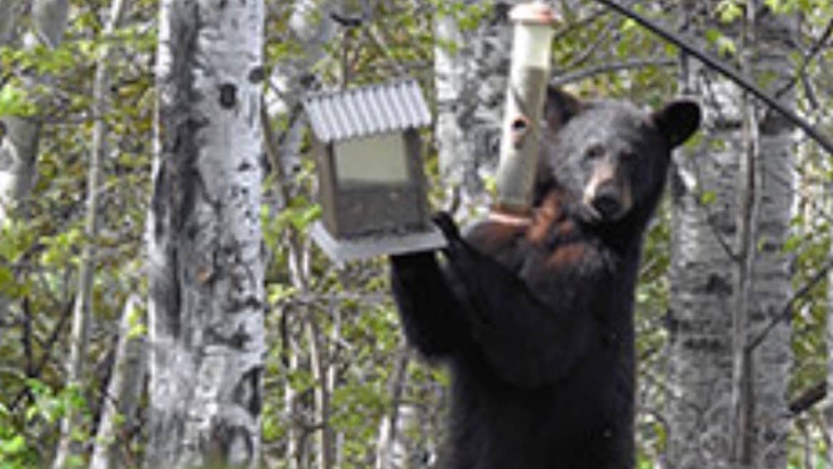 Residents told to be on alert after black bear is spotted in North Oaks