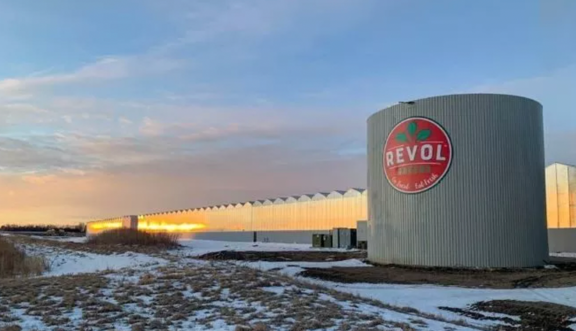 Minnesota lettuce grower may lay off dozens, close greenhouse this fall