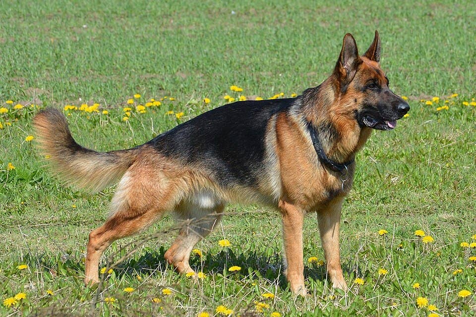 Police: German Shepard on the loose after killing dog in Plymouth 