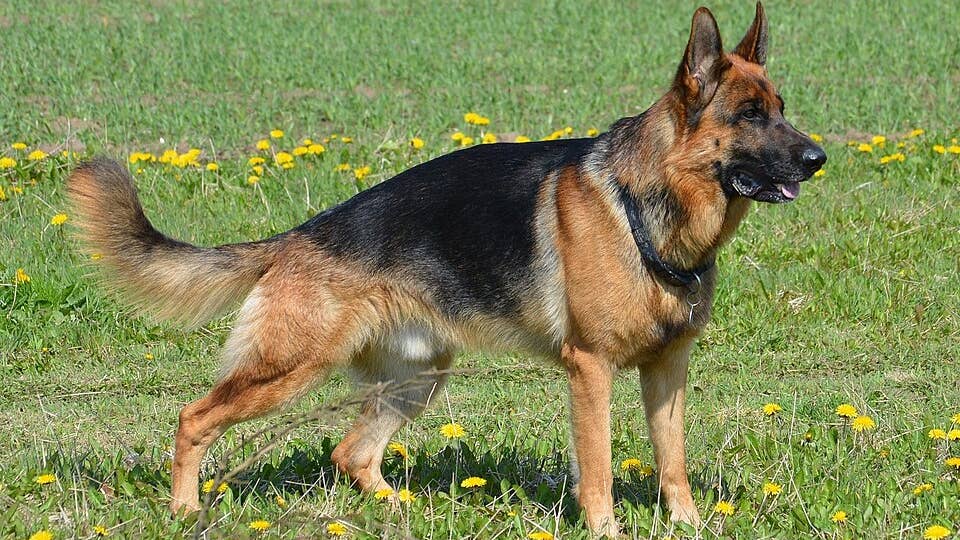 Police: German Shepard on the loose after killing dog in Plymouth