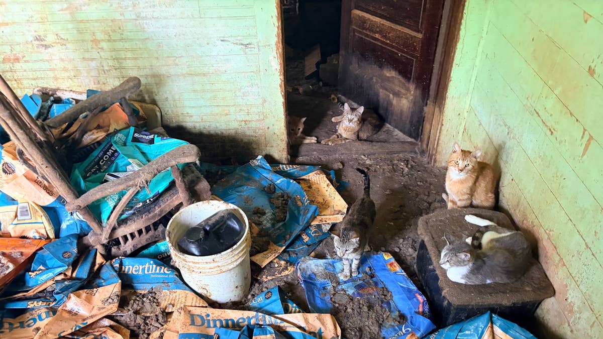 Animal Humane Society rescues 70 cats, kittens from decaying home