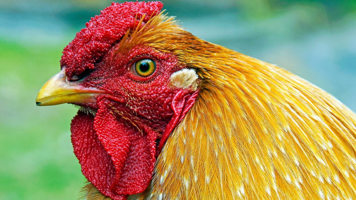 Oakdale man charged after investigators uncover evidence of cockfighting ring