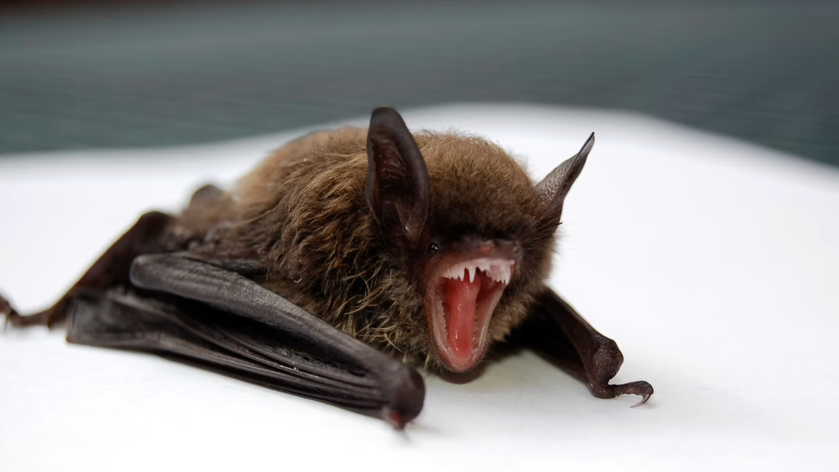 A woman picked up a rabid bat in downtown Minneapolis. Health officials are trying to find her