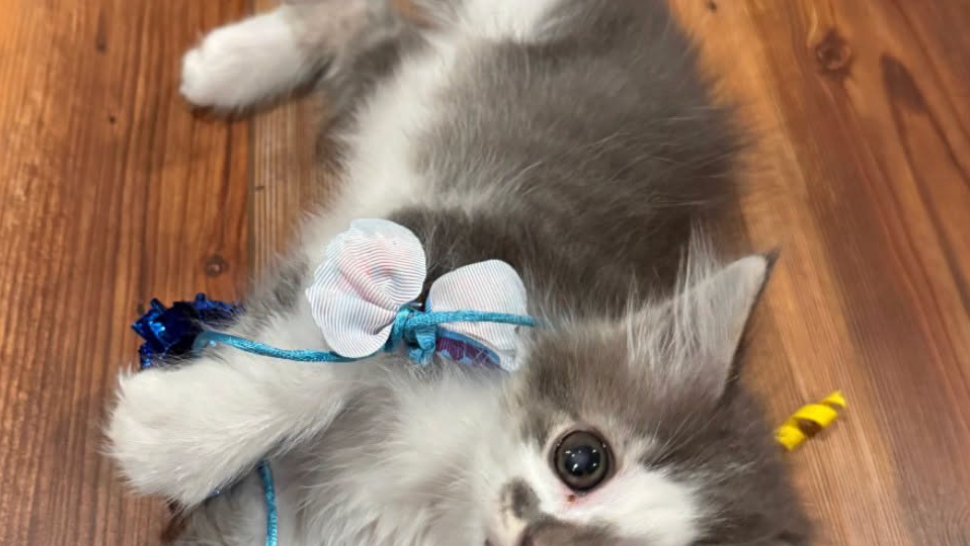 Kitten recovering from medical condition stolen from St. Cloud animal shelter