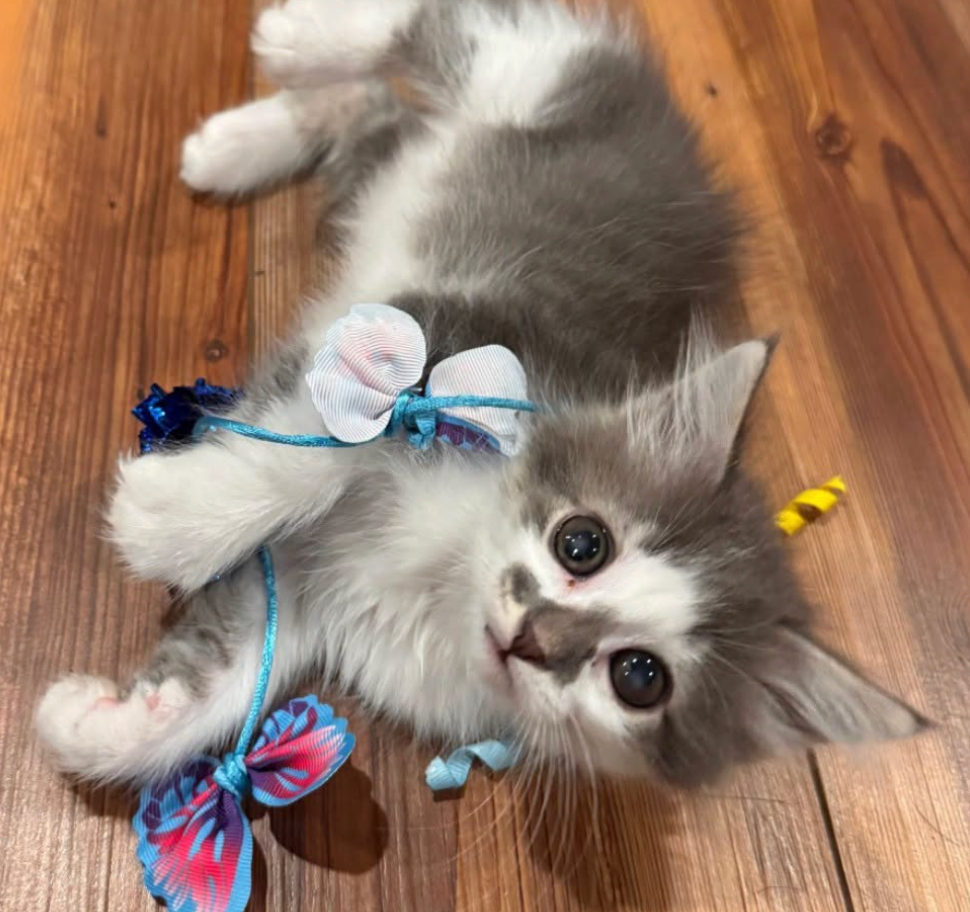 Sick kitten returned after being stolen from St. Cloud animal shelter