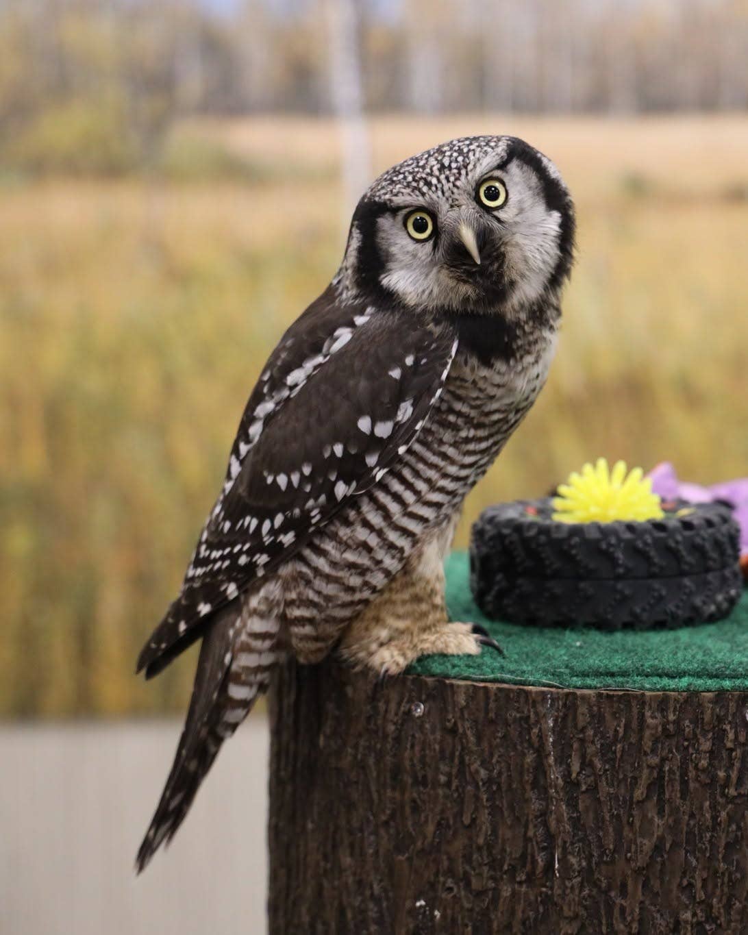 Raptor Center's hawk owl ambassador, Aurora Frost, died from West Nile virus