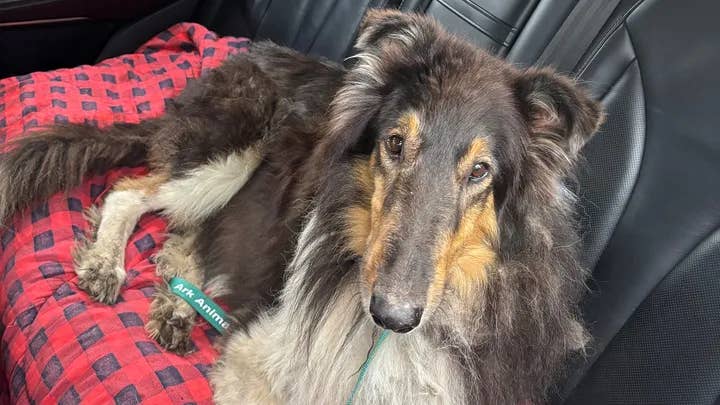 Dog that survived animal attack during 16 days in wilderness to reunite with family