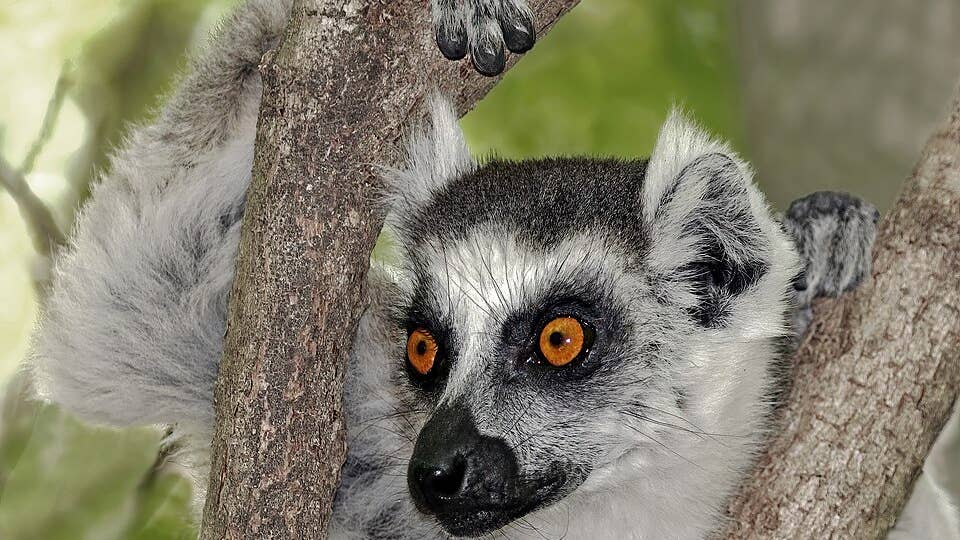 Small town Minnesota zoo on the brink of closing, owner says