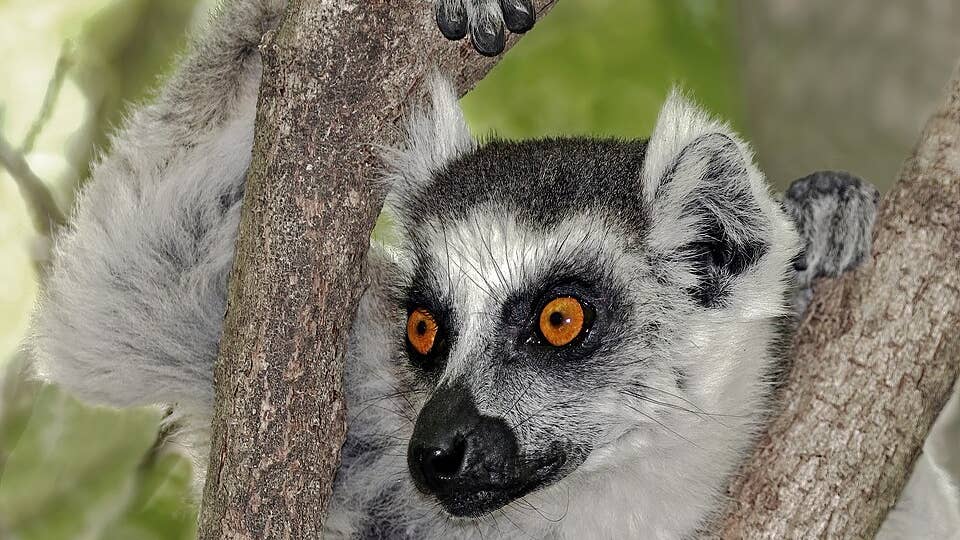 Small town Minnesota zoo on the brink of closing, owner says